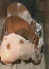 佘二太太风韵录(孕 生子 产奶 出轨)_全文在线阅读_