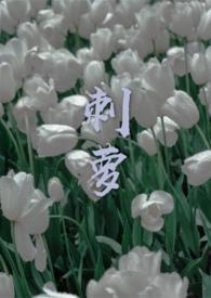 刺萝卜的功效与作用是什么