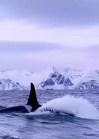 男主是仿生机器人