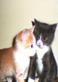 娇小姐的齐人之福笔趣阁最新章节内容